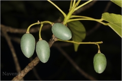Elaeocarpus munronii